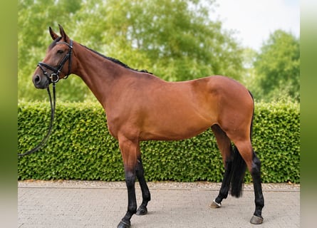 German Sport Horse, Mare, 4 years, 16.2 hh, Brown