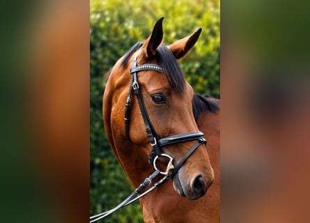 German Sport Horse, Mare, 4 years, 16.2 hh, Brown