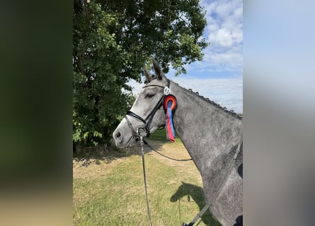 German Sport Horse, Mare, 4 years, 16.2 hh, Grey