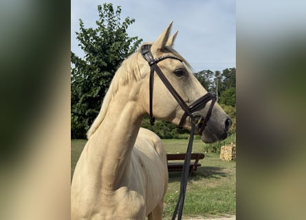 German Sport Horse, Mare, 4 years, 16.2 hh, Palomino