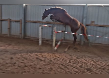German Sport Horse, Mare, 4 years, 16.3 hh, Chestnut-Red