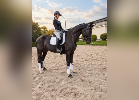 German Sport Horse, Mare, 4 years, 16.3 hh, Smoky-Black