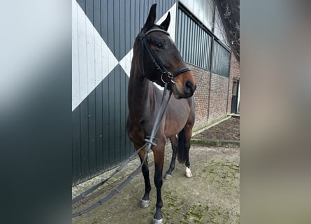 German Sport Horse, Mare, 4 years, 16 hh, Bay-Dark