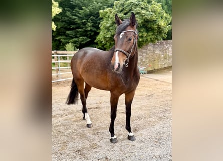 German Sport Horse, Mare, 4 years, 16 hh, Bay-Dark