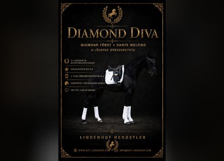 German Sport Horse, Mare, 4 years, 16 hh, Black
