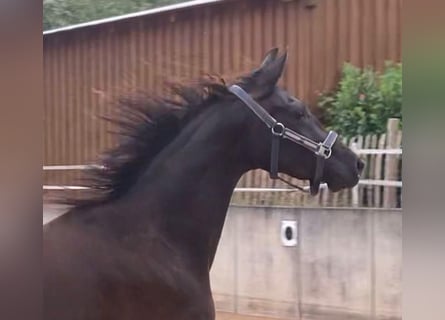 German Sport Horse, Mare, 4 years, 16 hh, Black