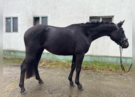 German Sport Horse, Mare, 4 years, 16 hh, Black