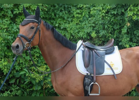 German Sport Horse, Mare, 4 years, 16 hh, Brown
