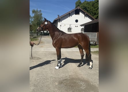 German Sport Horse, Mare, 4 years, 16 hh, Brown