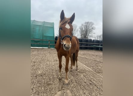 German Sport Horse, Mare, 4 years, 16 hh, Chestnut-Red