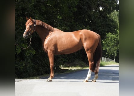 German Sport Horse, Mare, 4 years, 16 hh, Chestnut-Red
