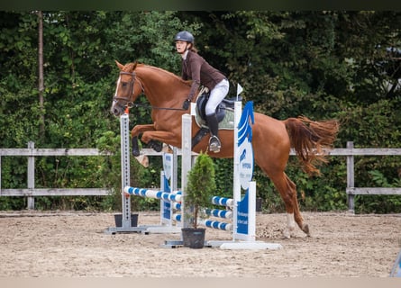 German Sport Horse, Mare, 4 years, 16 hh, Chestnut-Red