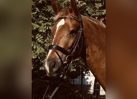 German Sport Horse, Mare, 4 years, 16 hh, Chestnut-Red