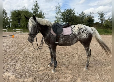 German Sport Horse, Mare, 4 years, 16 hh, Leopard-Piebald