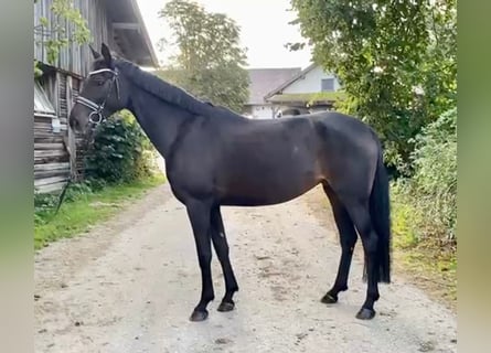 German Sport Horse, Mare, 4 years, 16 hh, Smoky-Black