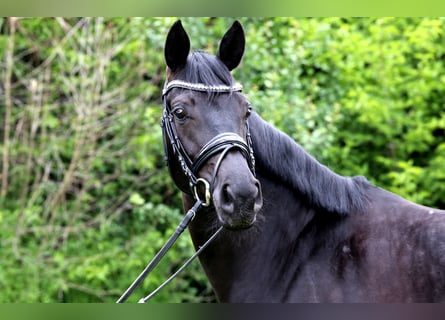 German Sport Horse, Mare, 4 years, 16 hh, Smoky-Black