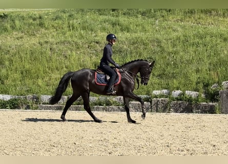 German Sport Horse, Mare, 4 years, 16 hh, Smoky-Black
