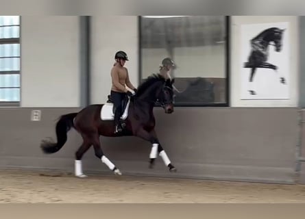 German Sport Horse, Mare, 4 years, 16,1 hh, Bay-Dark