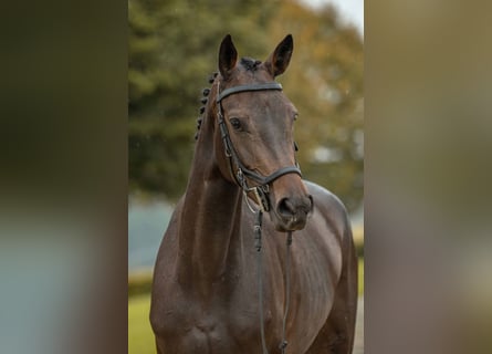 German Sport Horse, Mare, 4 years, 16,1 hh, Bay-Dark