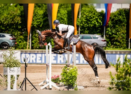 German Sport Horse, Mare, 4 years, 16,1 hh, Bay-Dark