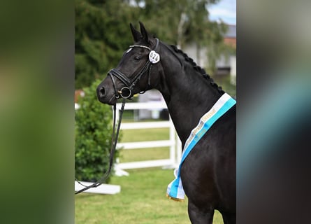 German Sport Horse, Mare, 4 years, 16,1 hh, Black