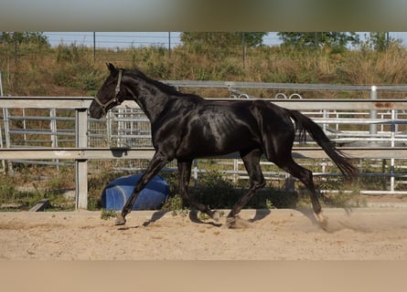German Sport Horse, Mare, 4 years, 16,1 hh, Black