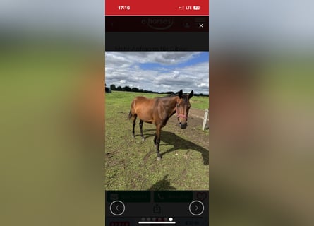 German Sport Horse, Mare, 4 years, 16,1 hh, Brown