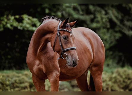 German Sport Horse, Mare, 4 years, 16,1 hh, Brown