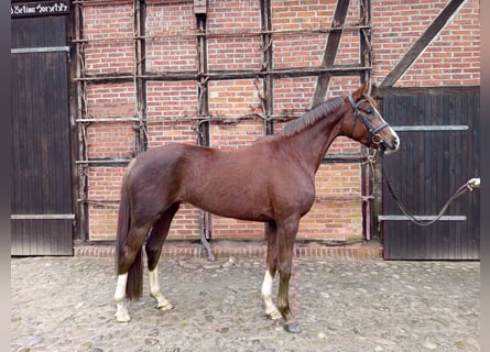 German Sport Horse, Mare, 4 years, 16,1 hh, Chestnut