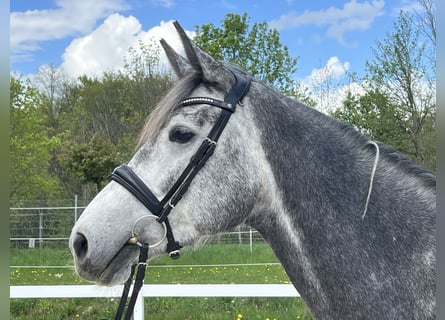 German Sport Horse, Mare, 4 years, 16,1 hh, Gray