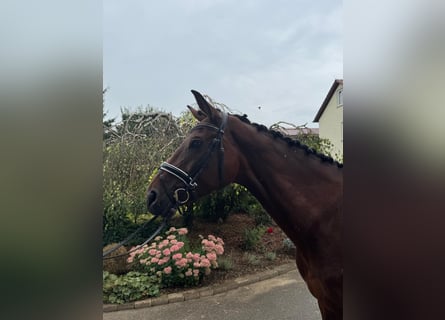 German Sport Horse, Mare, 4 years, 16,2 hh, Bay-Dark