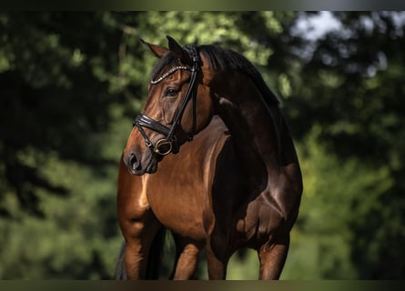 German Sport Horse, Mare, 4 years, 16,2 hh, Bay-Dark