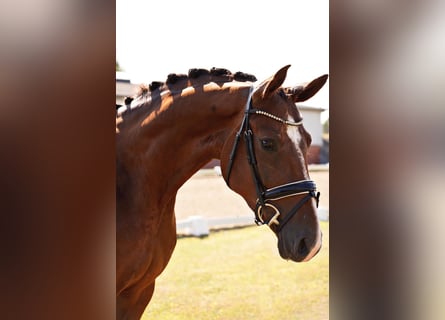 German Sport Horse, Mare, 4 years, 16,2 hh, Chestnut