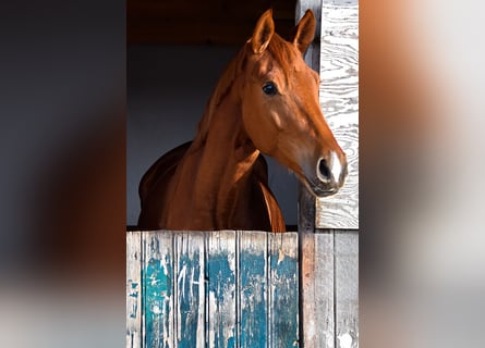 German Sport Horse, Mare, 4 years, 16,2 hh, Chestnut-Red