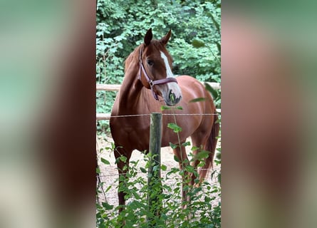 German Sport Horse, Mare, 4 years, 16,2 hh, Chestnut-Red