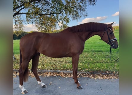 German Sport Horse, Mare, 4 years, 16,2 hh, Chestnut-Red