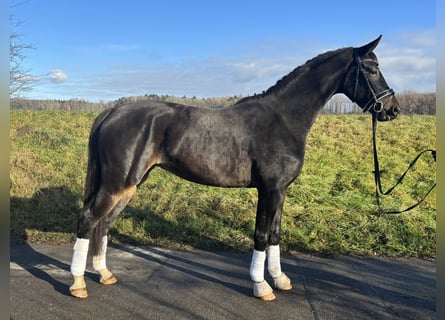 German Sport Horse, Mare, 4 years, 16,3 hh, Bay-Dark
