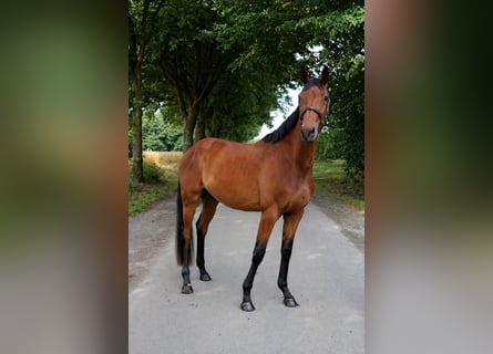 German Sport Horse, Mare, 4 years, 17.2 hh, Brown