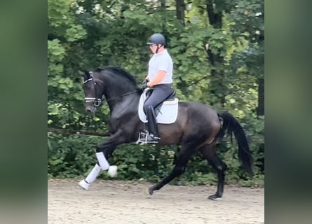 German Sport Horse, Mare, 4 years, 17 hh, Bay-Dark