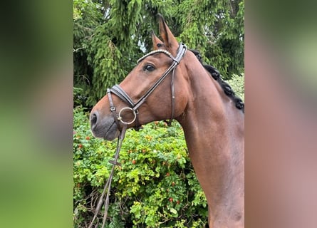 German Sport Horse, Mare, 4 years, 17 hh, Brown