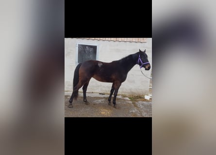 German Sport Horse, Mare, 4 years, Bay-Dark