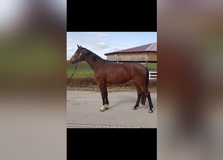 German Sport Horse, Mare, 4 years, Brown