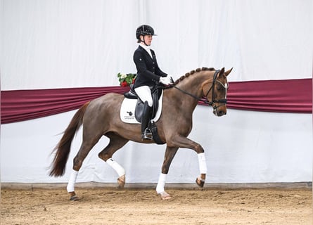 German Sport Horse, Mare, 4 years, Chestnut