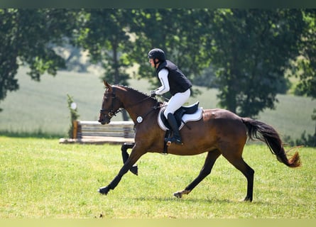 German Sport Horse, Mare, 5 years, 15.2 hh, Brown