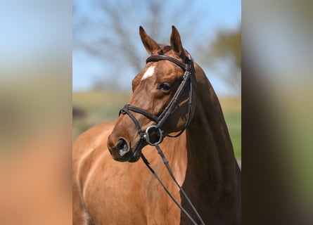 German Sport Horse, Mare, 5 years, 15.2 hh, Chestnut-Red