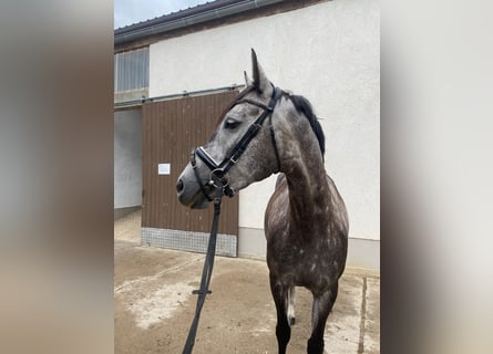 German Sport Horse, Mare, 5 years, 15.2 hh, Gray-Dapple