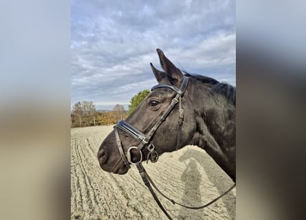 German Sport Horse, Mare, 5 years, 15.3 hh, Black