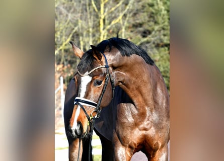 German Sport Horse, Mare, 5 years, 15,3 hh, Brown
