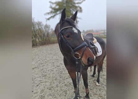 German Sport Horse, Mare, 5 years, 16,1 hh, Bay-Dark