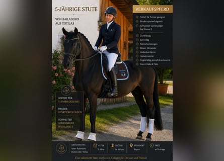 German Sport Horse, Mare, 5 years, 16.1 hh, Bay-Dark